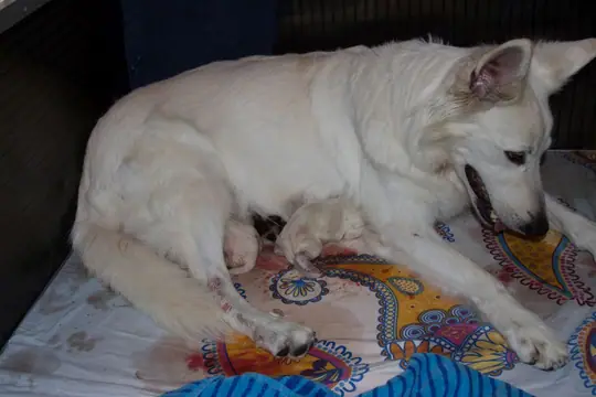 Nikita met haar 2 pupjes Nikita met haar 2 pupjes