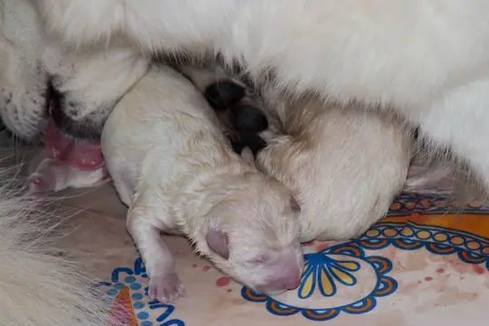 U nest eerste 2 pupjes U nest eerste 2 pupjes