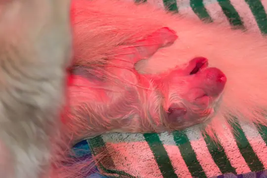 Pupje 3 Pupje 3