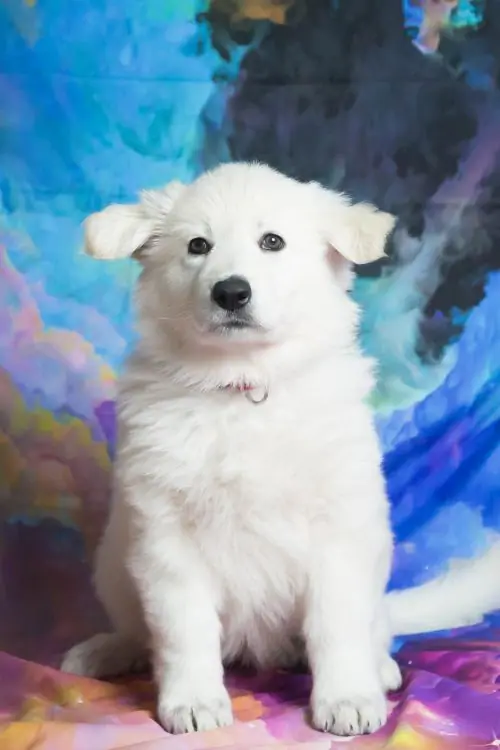 Teef rood Aurora Teef rood Aurora