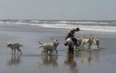 Strand wandeling Misthy's Friends