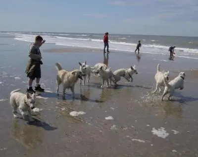 Een heerlijke strand wandeling