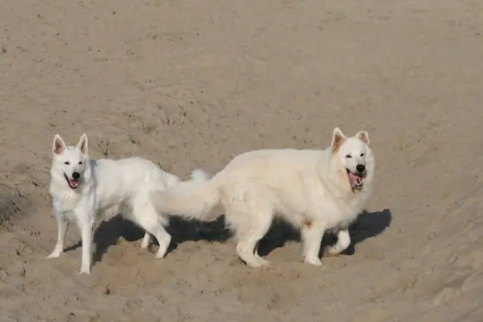 2011 Kennel Wandeling op 24 september - foto 1