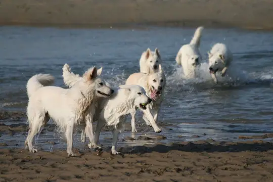 2011 Kennel Wandeling op 24 september - foto 1