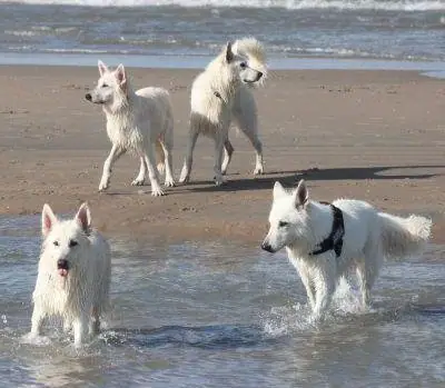 2012 Kennel Wandeling op 29 september - foto 7 2012 Kennel Wandeling op 29 september - foto 7