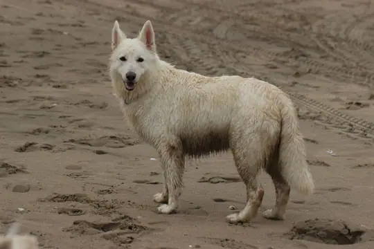 2013 Kennel Wandeling op 12 oktober - foto 8