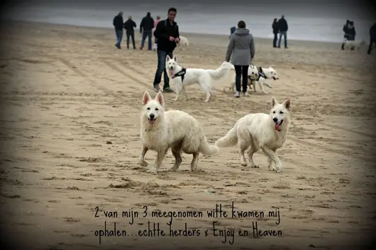2013 Kennel Wandeling op 12 oktober - foto 15