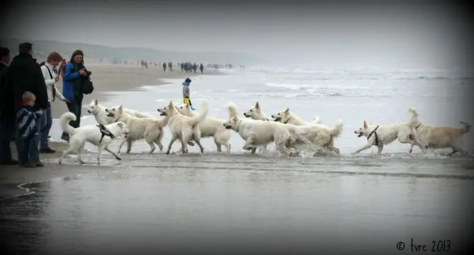 2013 Kennel Wandeling op 12 oktober - foto 6