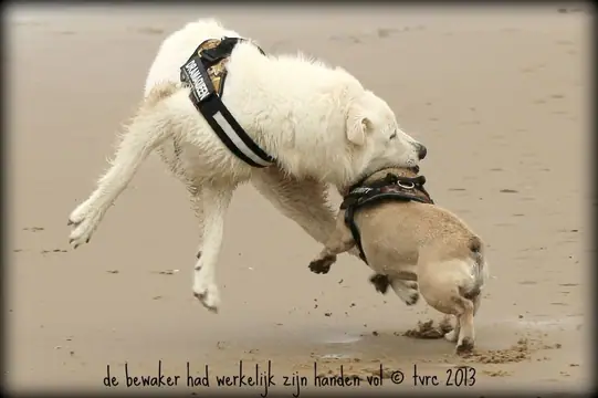 2013 Kennel Wandeling op 12 oktober - foto 12