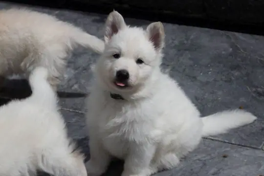 Teef Roze "Vera Lola" Teef Roze "Vera Lola"