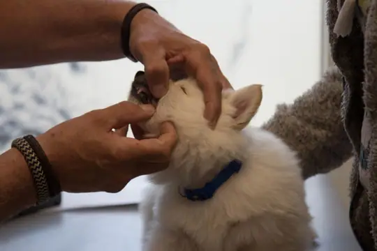 Dierenarts bezoek Teef blauw Vida Mo Dierenarts bezoek Teef blauw Vida Mo