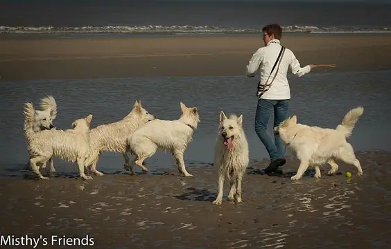 2014 Kennel Wandeling op 29 maart - foto 2 2014 Kennel Wandeling op 29 maart - foto 2