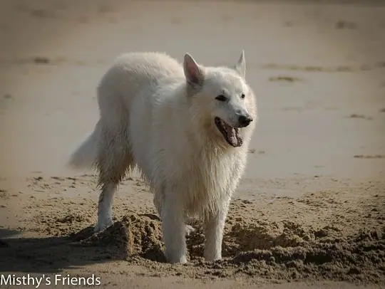 2014 Kennel Wandeling op 29 maart - foto 3 2014 Kennel Wandeling op 29 maart - foto 3