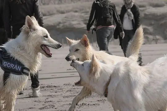 2014 Kennel Wandeling op 29 maart - foto 33 2014 Kennel Wandeling op 29 maart - foto 33