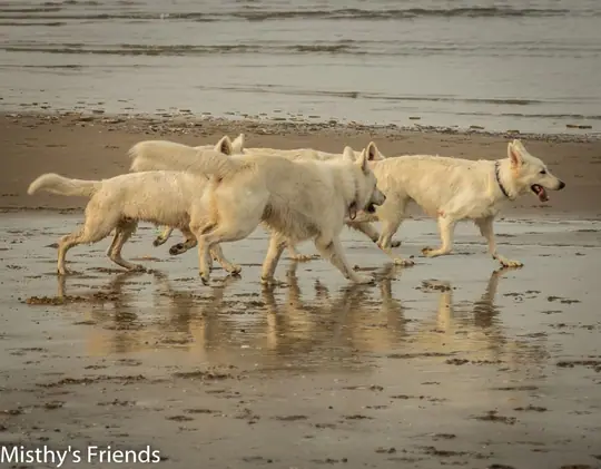 2014 Misthy's Friends Wandeling op 20 september - foto 4