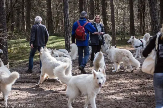 2015 Kennel Wandeling op 12 april - foto 16 2015 Kennel Wandeling op 12 april - foto 16
