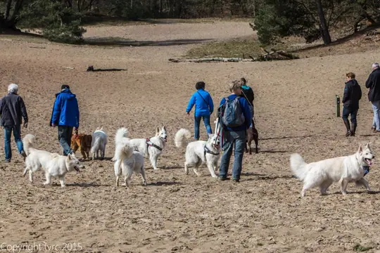 2015 Kennel Wandeling op 12 april - foto 5 2015 Kennel Wandeling op 12 april - foto 5