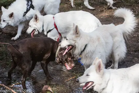 2015 Kennel Wandeling op 12 april - foto 7 2015 Kennel Wandeling op 12 april - foto 7