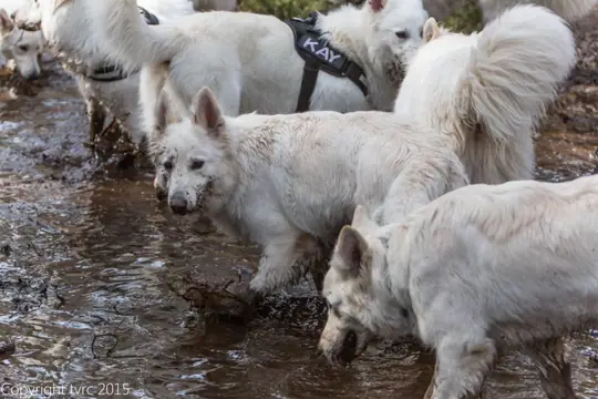 2015 Kennel Wandeling op 12 april - foto 8 2015 Kennel Wandeling op 12 april - foto 8