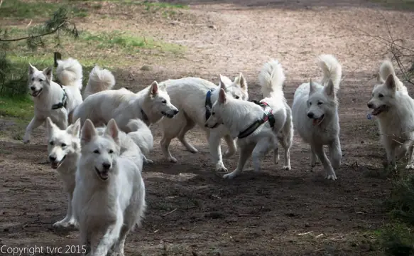 2015 Kennel Wandeling op 12 april - foto 19 2015 Kennel Wandeling op 12 april - foto 19