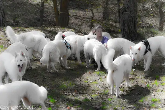 2015 Kennel Wandeling op 12 april - foto 15 2015 Kennel Wandeling op 12 april - foto 15