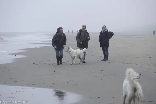 2016 Misthy's Friends Wandeling op 31 december - foto 11 2016 Misthy's Friends Wandeling op 31 december - foto 11