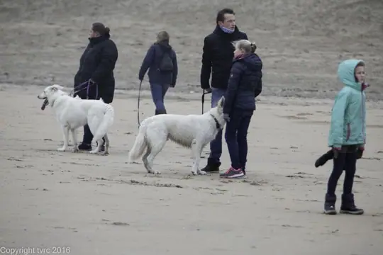 2016 Misthy's Friends Wandeling op 31 december - foto 14 2016 Misthy's Friends Wandeling op 31 december - foto 14