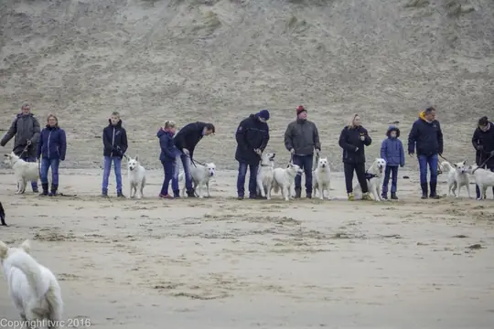 2016 Misthy's Friends Wandeling op 31 december - foto 15 2016 Misthy's Friends Wandeling op 31 december - foto 15