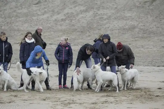 2016 Misthy's Friends Wandeling op 31 december - foto 19 2016 Misthy's Friends Wandeling op 31 december - foto 19