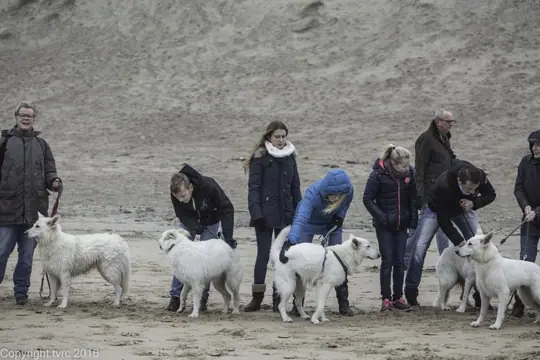 2016 Misthy's Friends Wandeling op 31 december - foto 20 2016 Misthy's Friends Wandeling op 31 december - foto 20