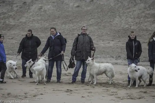 2016 Misthy's Friends Wandeling op 31 december - foto 21 2016 Misthy's Friends Wandeling op 31 december - foto 21