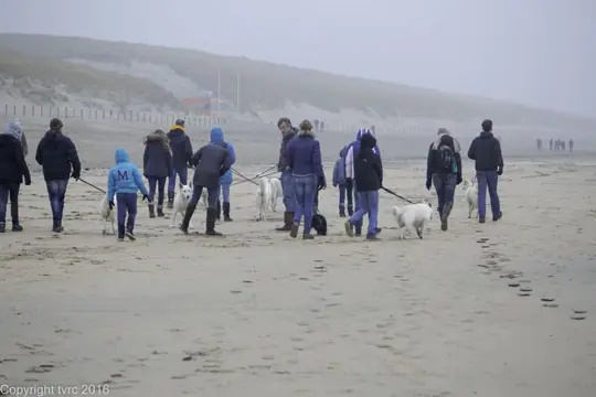 2016 Misthy's Friends Wandeling op 31 december - foto 22 2016 Misthy's Friends Wandeling op 31 december - foto 22