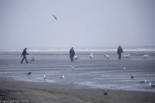 2016 Misthy's Friends Wandeling op 31 december - foto 27 2016 Misthy's Friends Wandeling op 31 december - foto 27