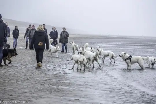 2016 Misthy's Friends Wandeling op 31 december 2016 Misthy's Friends Wandeling op 31 december