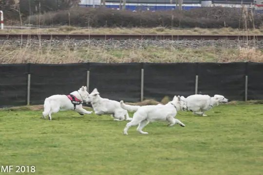 2018 Reünie O + P Nest op 13 januari - foto 32