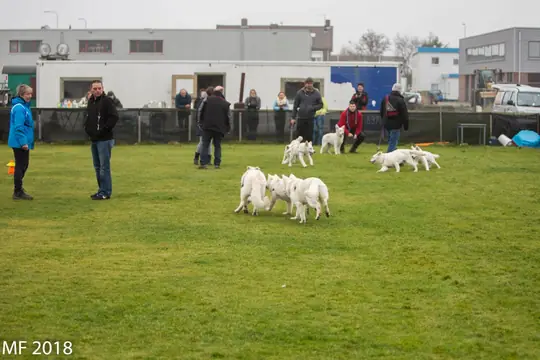 2018 Reünie O + P Nest op 13 januari - foto 35