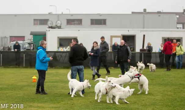 2018 Reünie O + P Nest op 13 januari - foto 36