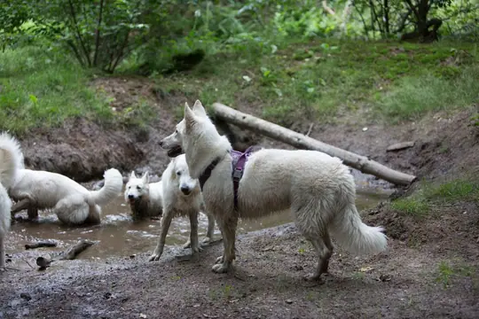 2022 Misthy's Friends Wandeling op 9 july - foto 60 2022 Misthy's Friends Wandeling op 9 july - foto 60