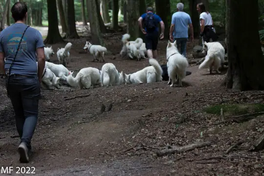 2022 Misthy's Friends Wandeling op 9 july - foto 26 2022 Misthy's Friends Wandeling op 9 july - foto 26