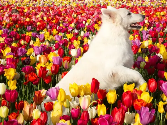 Misthy's Friends Marduk by the Tulip Barn