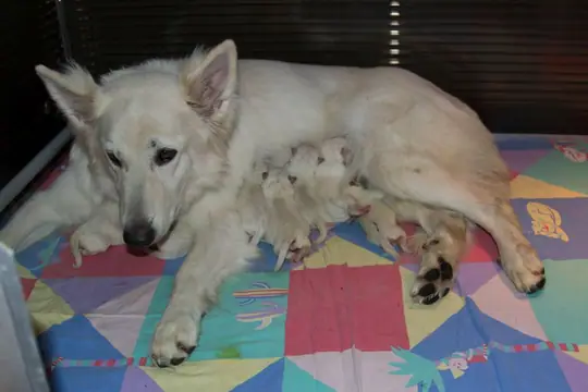 16 april 2024 is Nikita moeder geworden van 8 puppen