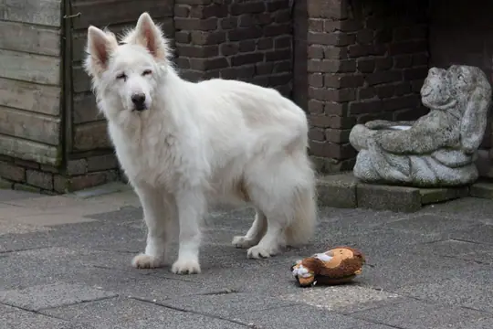 Enjoy de dag voordat ze overleed Enjoy de dag voordat ze overleed
