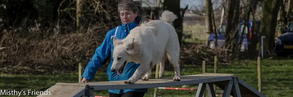 Zwitserse witte herders van Misthy's Friends - foto 19