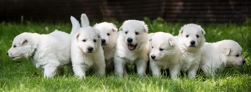 Zwitserse witte herders van Misthy's Friends - foto 8