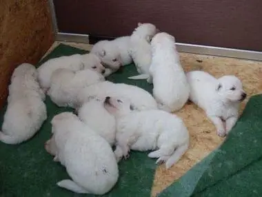 Deyna haar pups Deyna haar pups