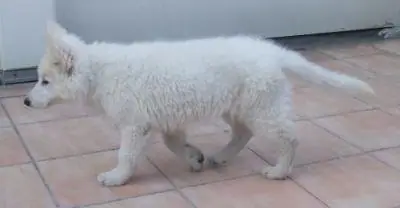 Dante pup