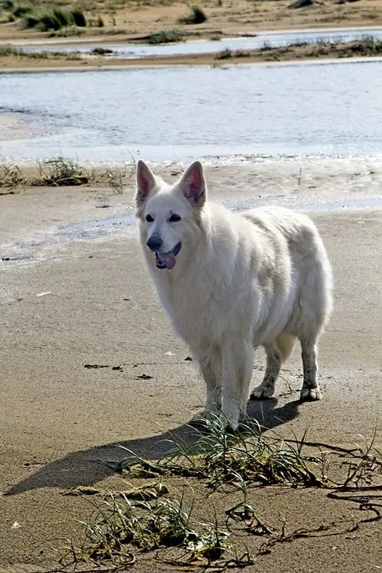 Dinja