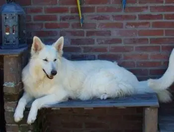 Holly Two von Bozenerhof