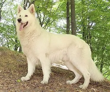 Crystal Moon's Hurricane Beau Crystal Moon's Hurricane Beau