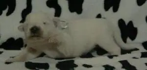 PUPJE GRIJS PUPJE GRIJS